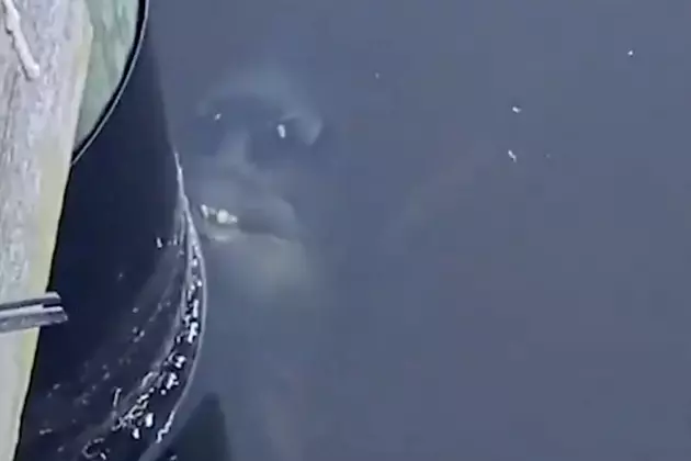 Large Fish With Teeth Takes Internet By Storm [VIDEO]