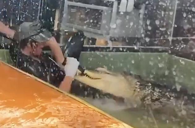 Bystander Rescues Zoo Worker After Alligator Attacks Her [VIDEO]