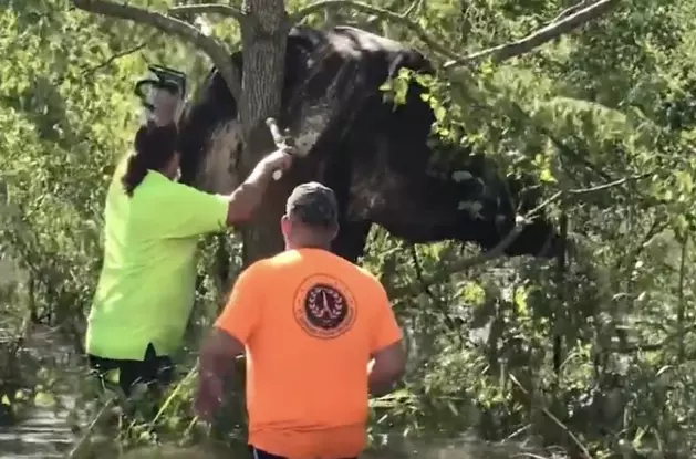 Good Samaritans Rescue Cow Wedged in Tree After Hurricane Ida [VIDEO]