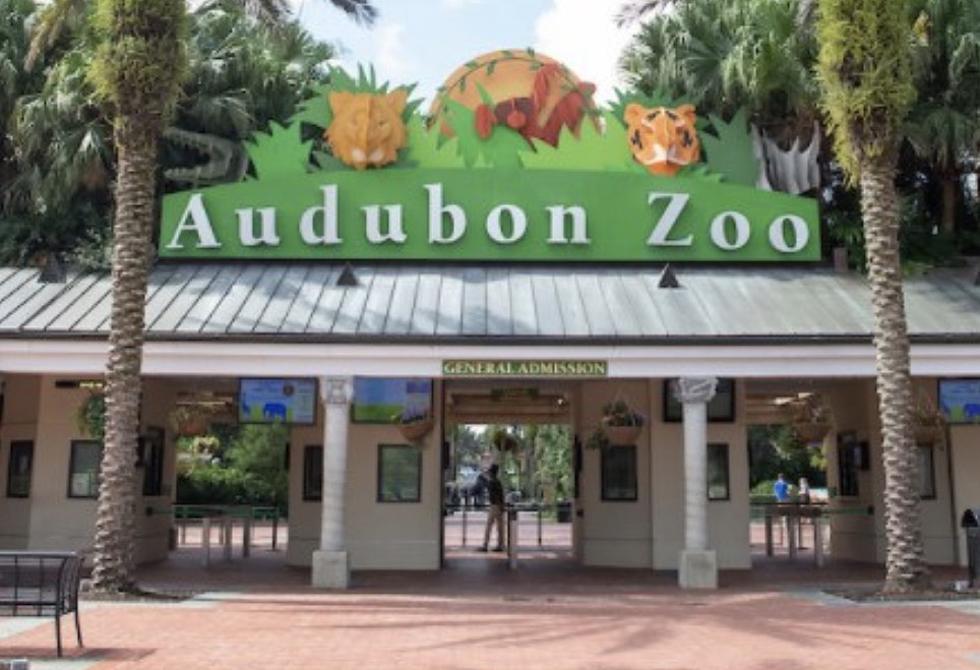 Animal Escapes From Enclosure at Audubon Zoo During Hurricane Ida