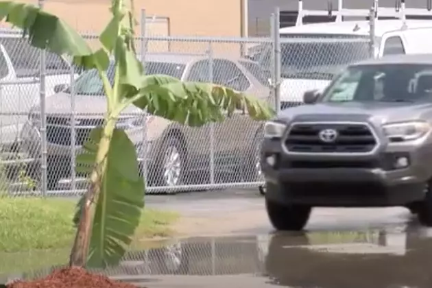 Man Plants Banana Tree in Pothole to Warn Drivers of Hazard [VIDEO]