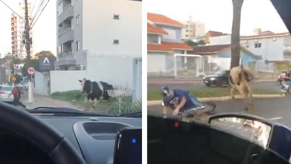 Absurd Video Shows Cow Running Into Busy Street, Colliding with Motorcycle