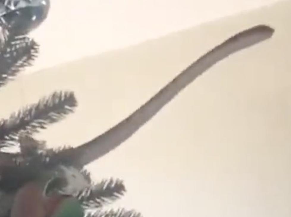 Venomous Snake Spotted Hiding in Family’s Christmas Tree [VIDEO]