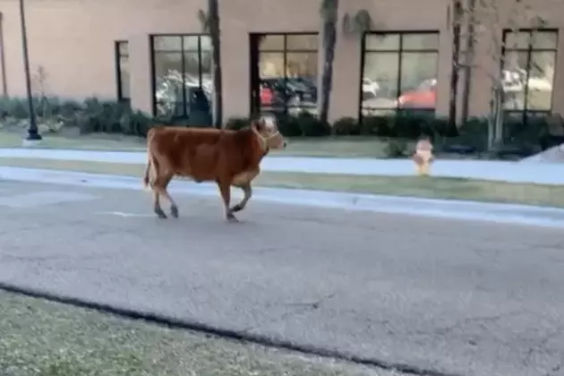 Cow Seen Running Through the Campus at LSU [VIDEO]