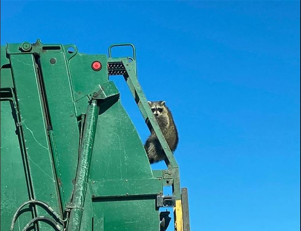Raccoon Clings to Back of Garbage Truck for a Wild Joyride