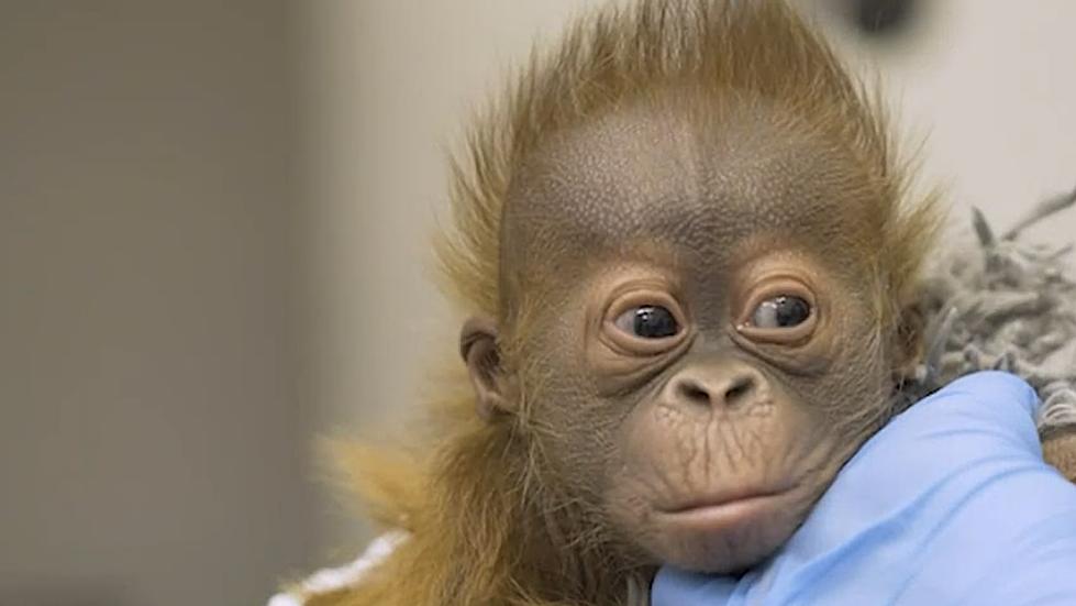 Louisiana Zoo Looking For Help Naming Critically Endangered Baby Orangutan