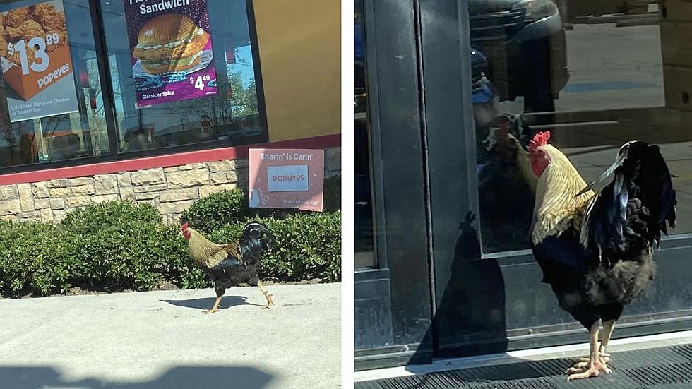 Popeyes Has a New Resident - Rocco the Rooster