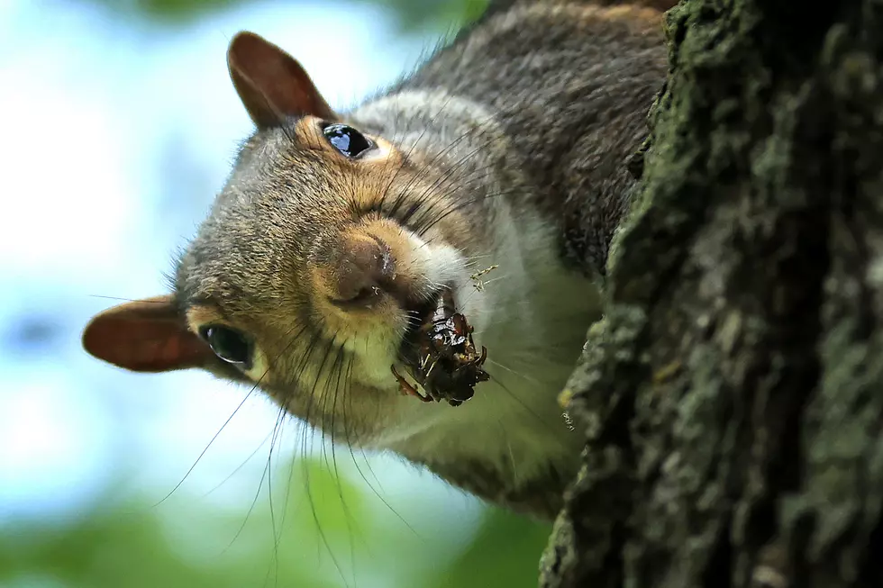 Squirrel Attacks Man, Results in Significant Injuries