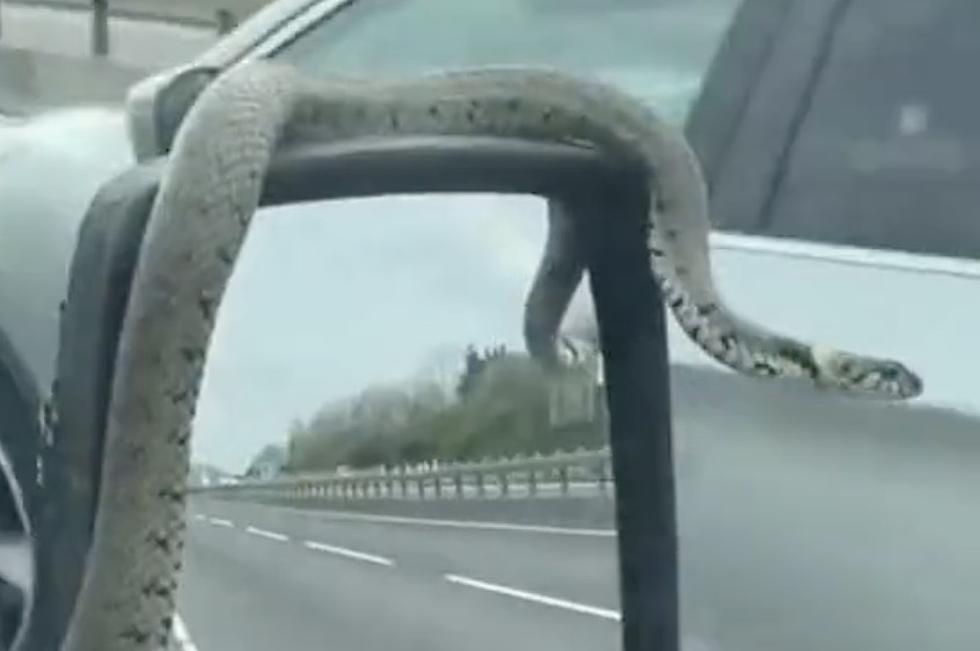 Snake Appears on Mirror of Vehicle as It Travels Down Highway [VIDEO]