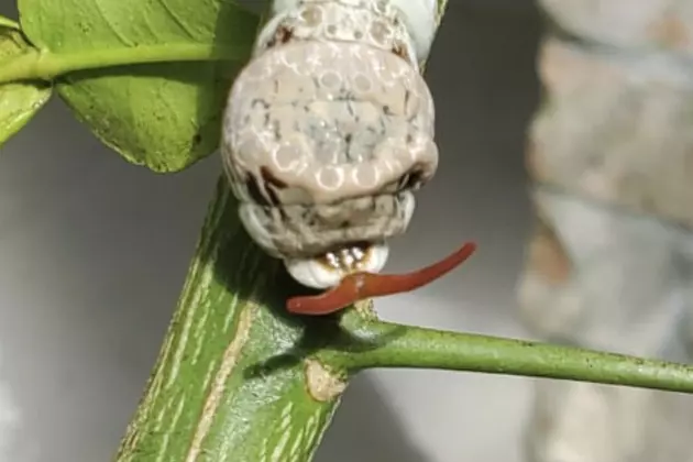 Evil Looking Caterpillar Showing Up On Citrus Plants