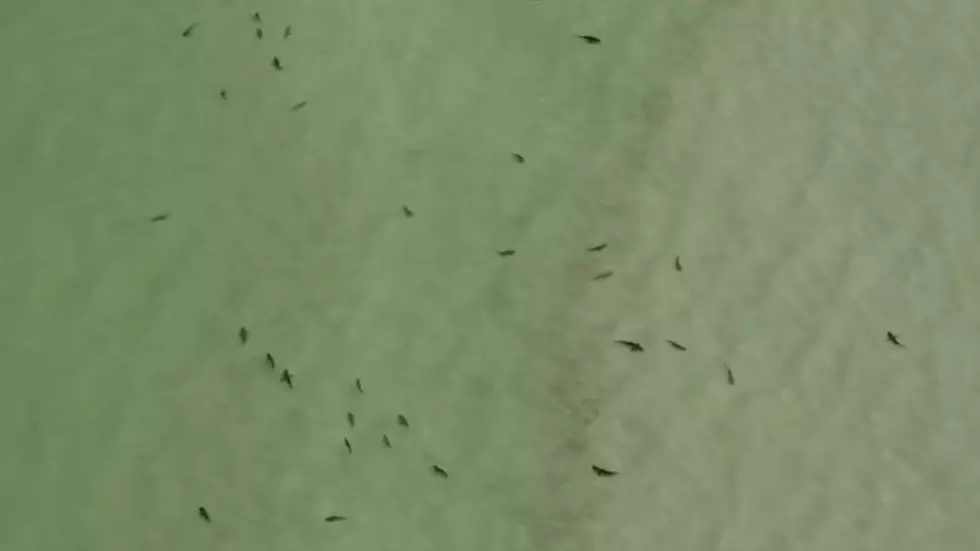Florida Sheriff’s Department Warns Beachgoers after Video Shows Hundreds of Sharks Swimming in Gulf of Mexico