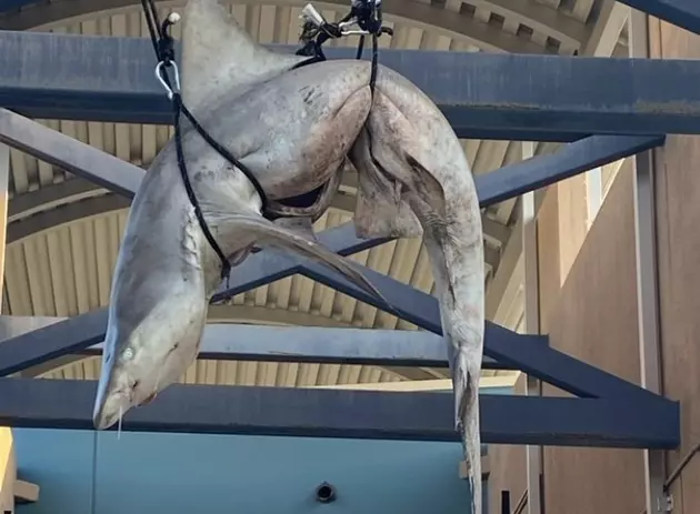 Gutted Shark Shows Up at High School as Part of Student Prank [PHOTOS]