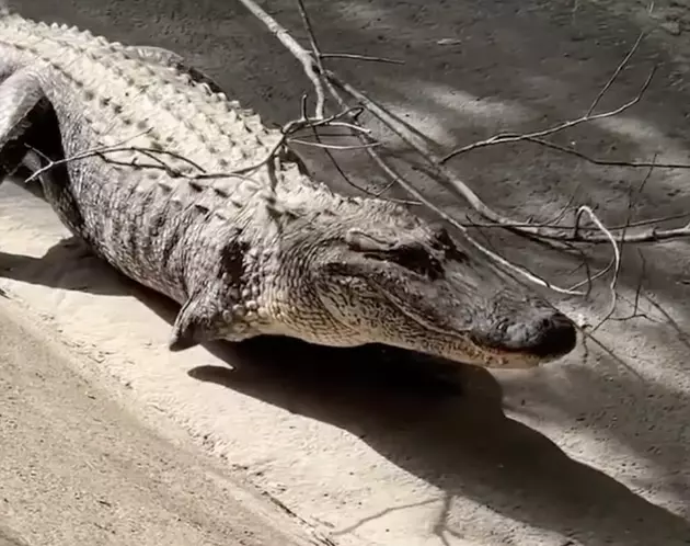 Alligator With Missing Leg Spotted Roaming in Lafayette Park [VIDEO]