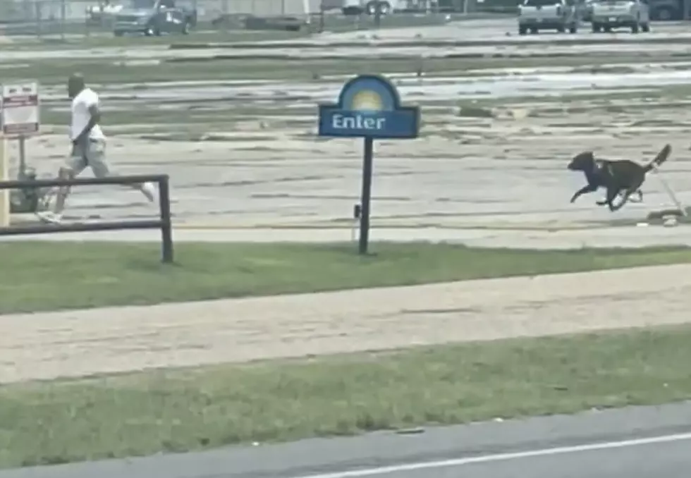 K9 Gives Chase to Subject During High Speed Chase in Lafayette [VIDEO]
