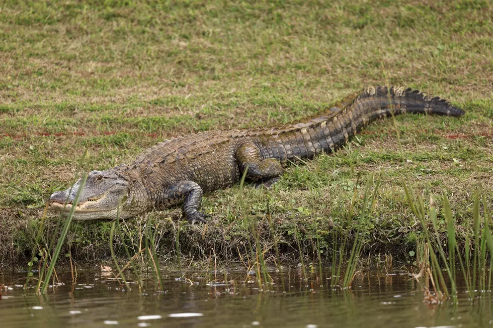 Alligator Reportedly Spotted at Lafayette&#8217;s Moncus Park Lake