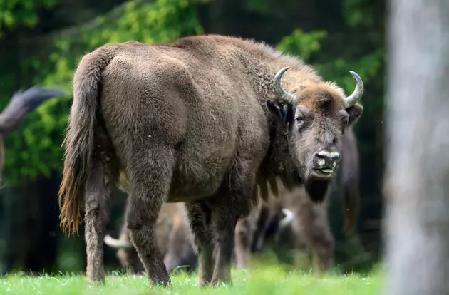 Bison Attacks Family in Yellowstone National Park [WATCH]