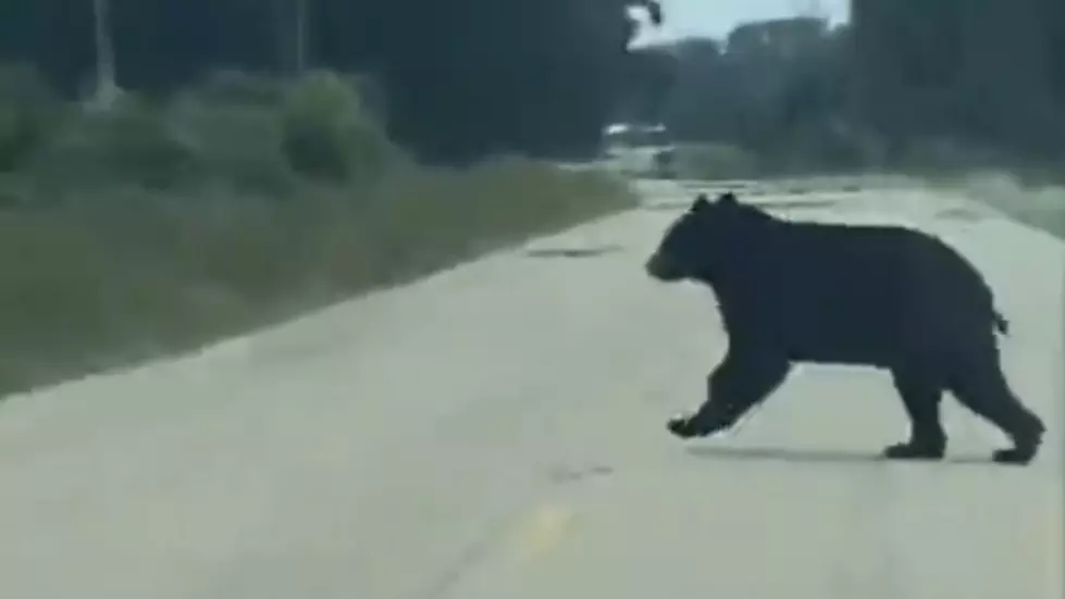 A Bear in Port Barre?