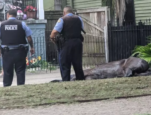 Humane Society Reports That Horse Died While in New Orleans Funeral Procession