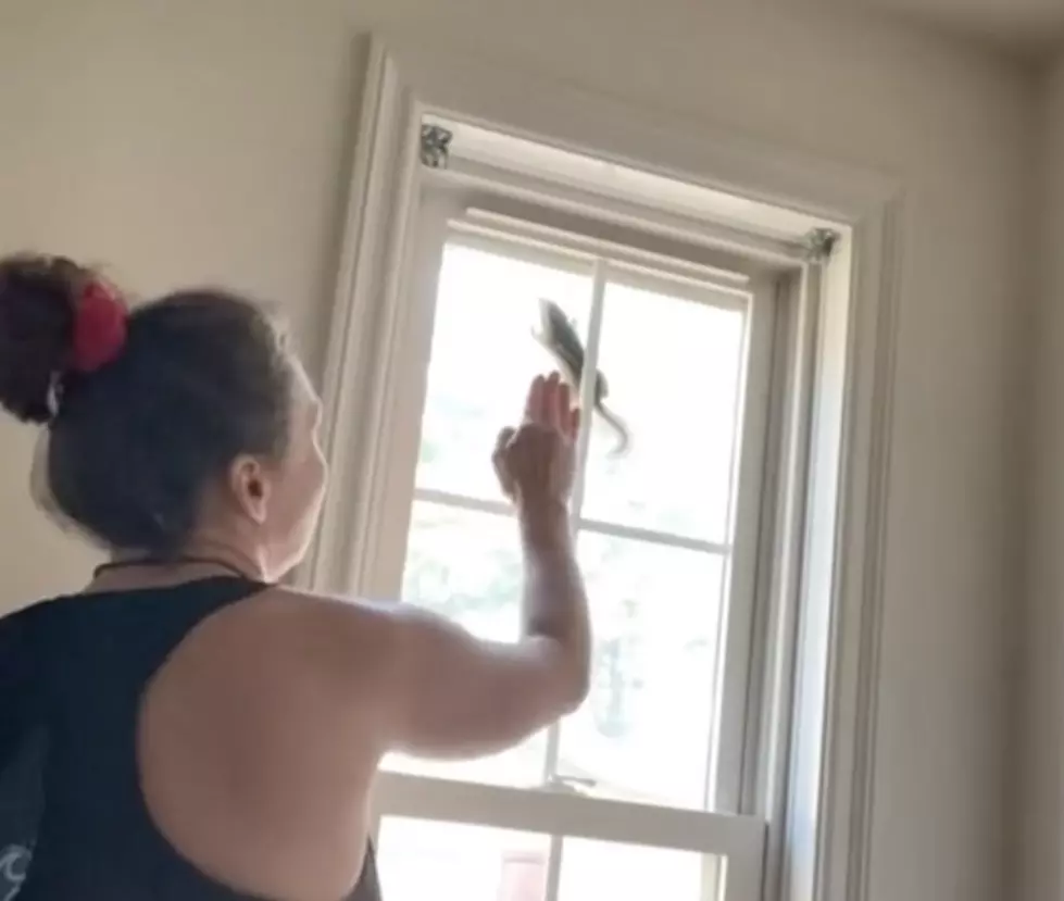 Hilarious Video Shows Woman Attempting to Remove Chipmunk from House