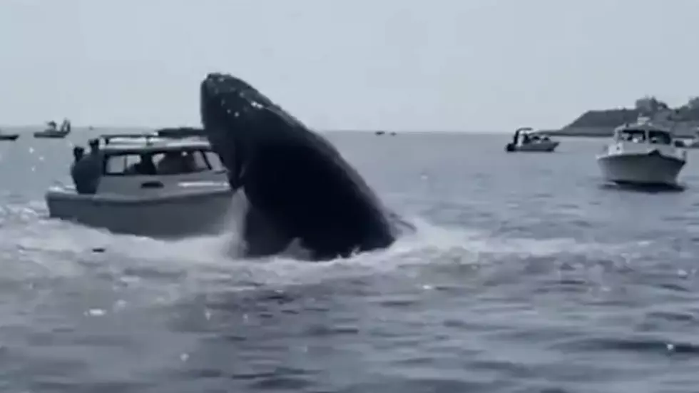 New Point-of-View Video Shows Whale Crashing Down