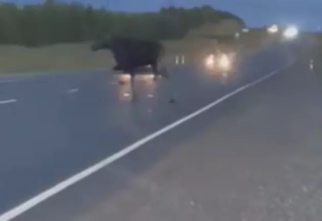 Car Hits Large Moose Crossing the Road [DISTURBING VIDEO]