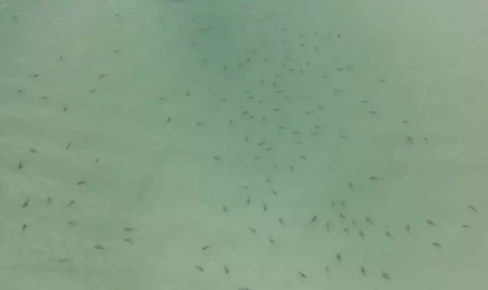 Large School of Sharks Spotted off Coast of Gulf Shores [VIDEO]