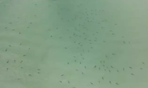 Large School of Sharks Spotted off Coast of Gulf Shores [VIDEO]