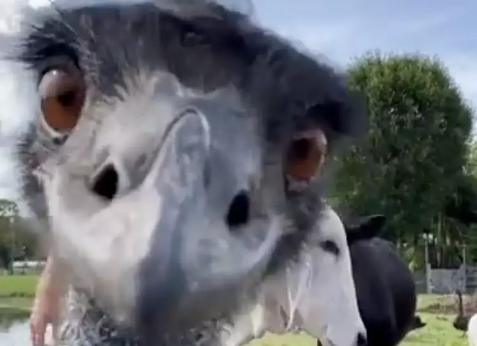 Emu is Now ‘Internet Famous’ After Interrupting Various Video Shoots [WATCH]