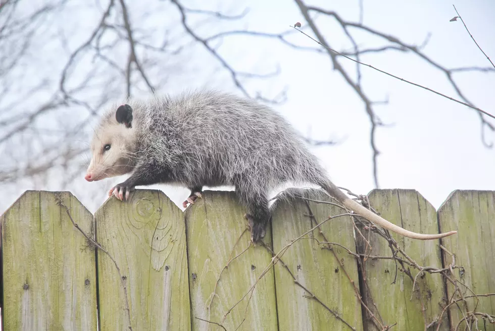 Despite Their Nasty Reputation, Here’s Why Every Louisiana Homeowner Should Be Happy to See Opossums in Their Yard