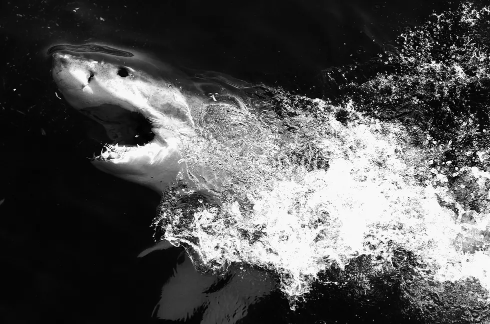 Here’s How You Can Track Large Sharks in The Gulf of Mexico