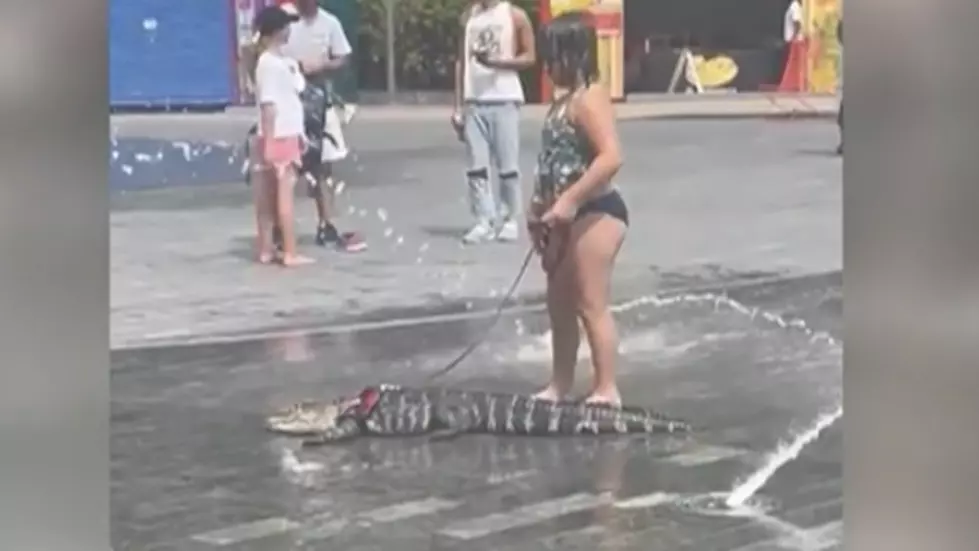 Emotional Support Gator Takes Summer Stroll Through Splash Pad as Onlookers Watch in Shock