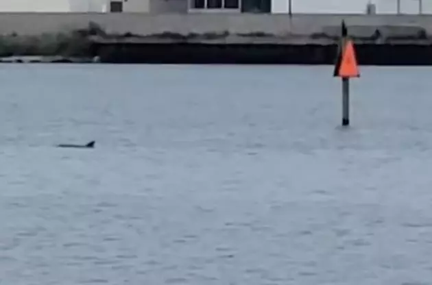 Dolphins Spotted Swimming in Lake Charles [VIDEO]