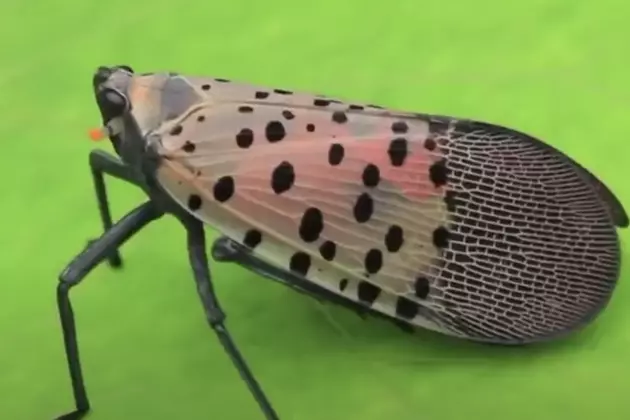 If You Come Across This Insect Experts Say to Kill It [VIDEO]