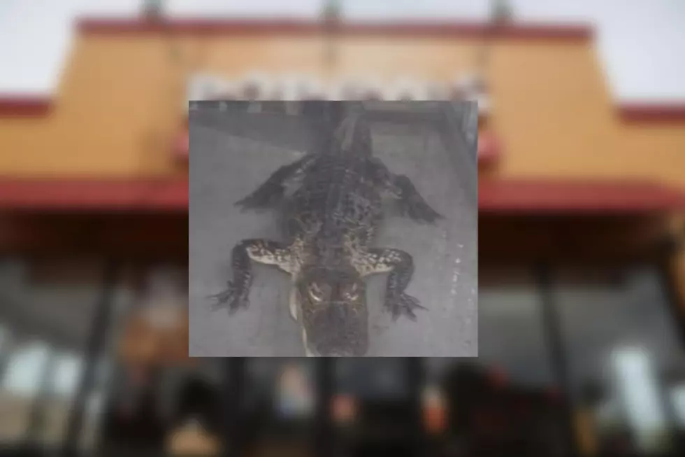 Alligator Captured at Popeyes Restaurant Drive-Thru