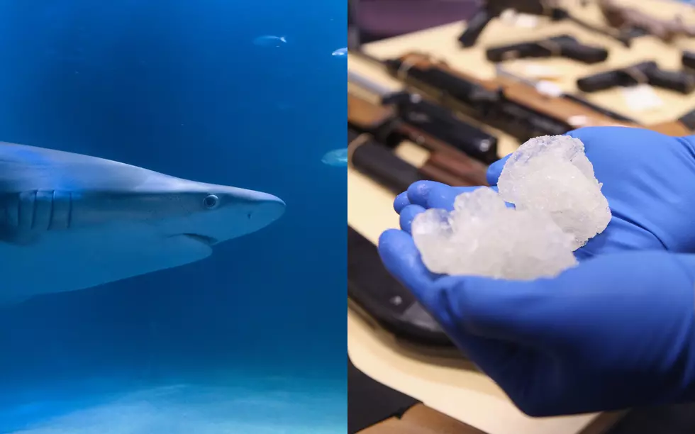 Louisiana Man Arrested for Possession of Meth and ‘Too Many Sharks’