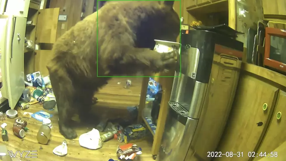 Bear Makes Himself at Home Inside of a Woman's California Cabin