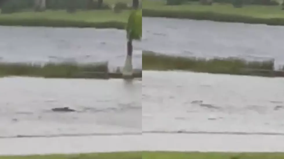 Shark Swims Through Flooded Florida Neighborhood as Hurricane Ian Thrashes the State