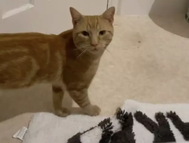 Cat Goes Viral After Some Hear it Say &#8216;Hello&#8217; [VIDEO]