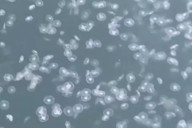 Thousands of Jelly Fish Show Up Off Coast of Grand Isle Louisiana [VIDEO]