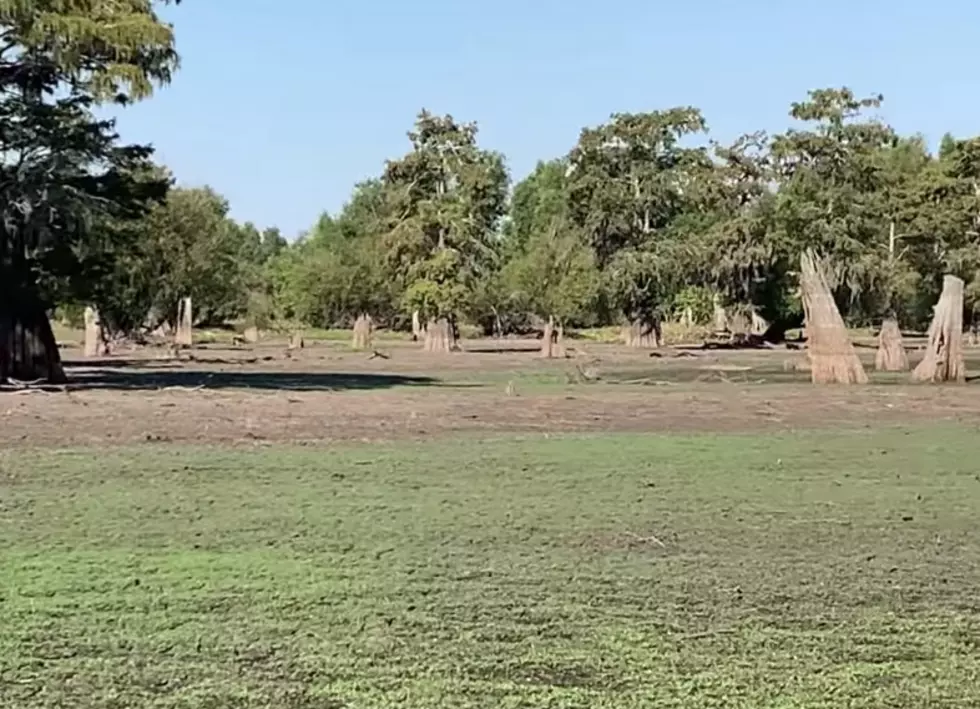 Man Walks Through Henderson Swamp to Show How Dry The Basin Is [VIDEO]