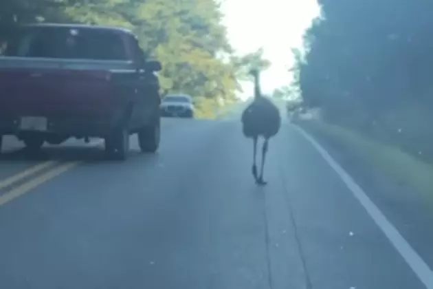 Emu Causes Traffic Delay in Southern State [VIDEO]