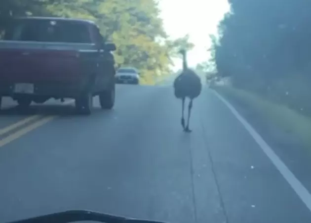 Emu Causes Traffic Delay in Southern State [VIDEO]