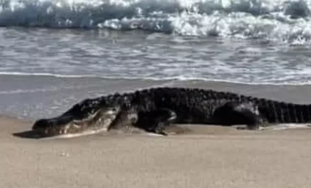 Massive Alligator Shows Up on Florida Beach [PHOTO]