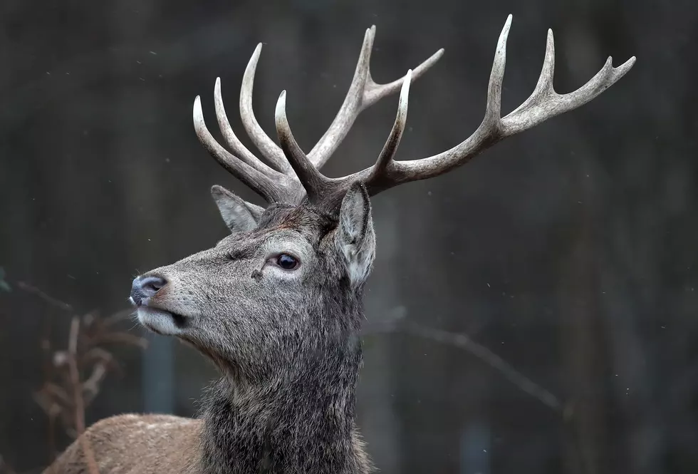 Large Deer Enters Nursing Home, Jumps Through Window to Exit [VIDEO]