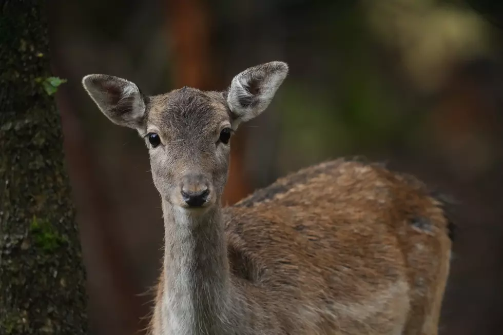 Man Shoots Pet Deer in Front of Kids in Livingston Parish