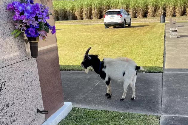 Goat Seen Eating Flowers in South Louisiana Cemetery [PHOTOS]