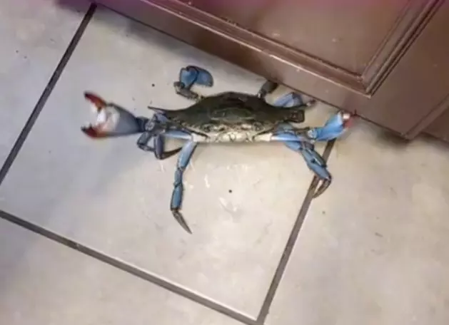 Woman Grabs a Crab Off The Floor, Then Throws It Into Pot [VIDEO]