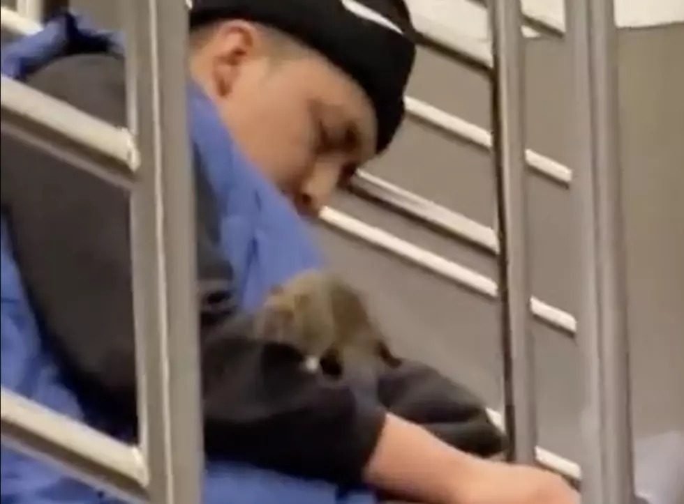 Huge Rat Seen Crawling on Man While Asleep on Subway [VIDEO]