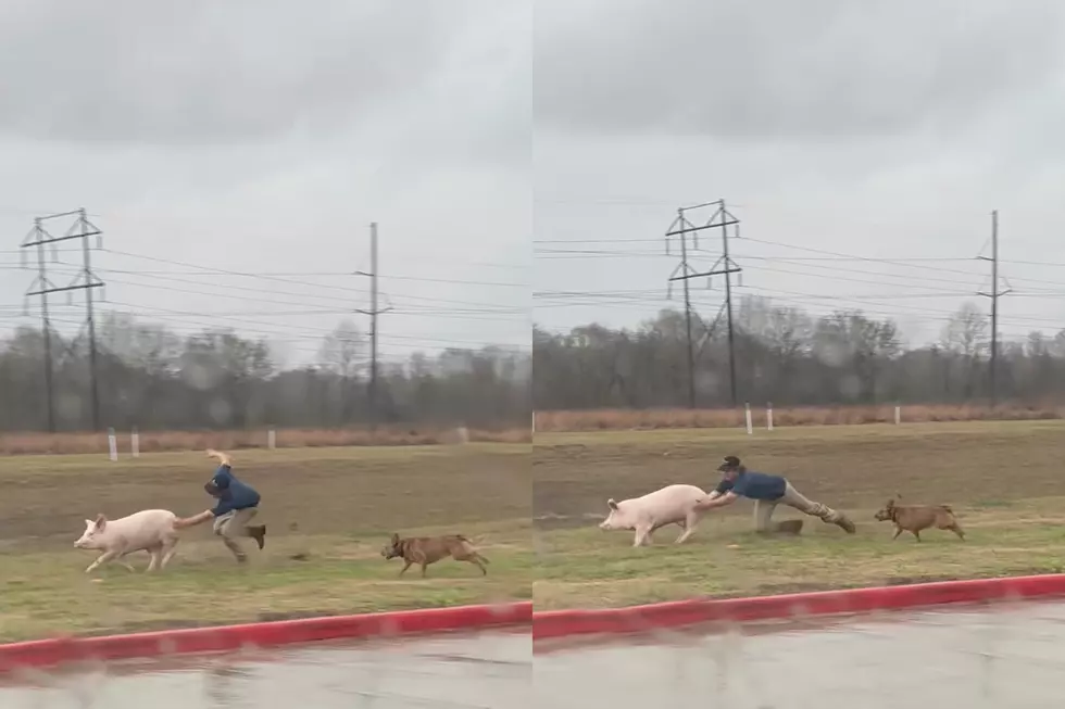 Man Dives into Mud to Help Corral Loose Pigs at Super 1 Foods