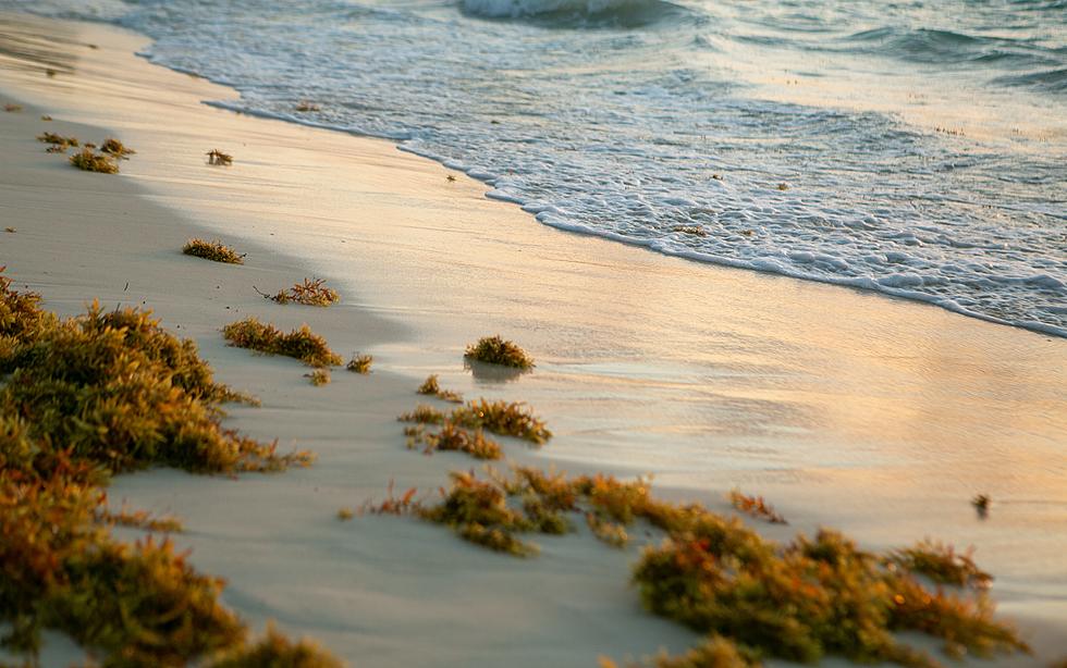 Giant Blob of Seaweed Headed Toward Florida Coast